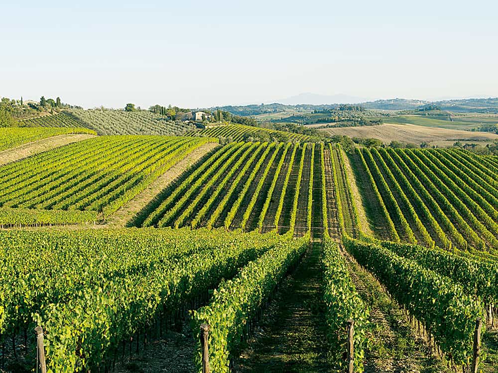 Vigneti della Tenuta Vitali azienda vitivinicola della Val Tidone nei colli piacentini