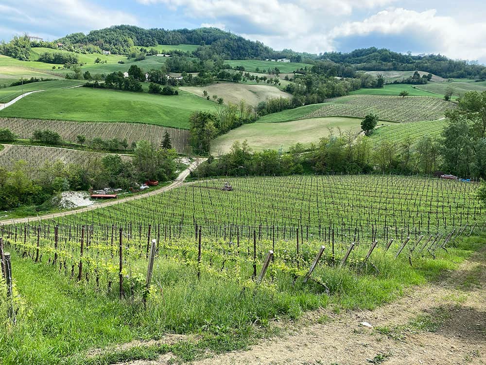 Vigneti della Tenuta Vitali azienda vitivinicola della Val Tidone nei colli piacentini