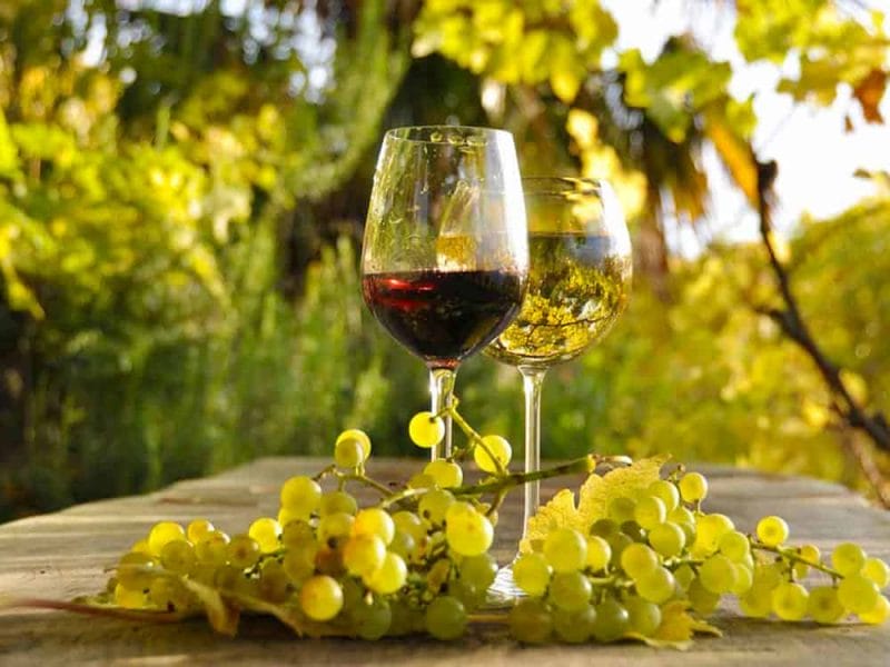 Vini biologici dei colli piacentini e della val Tidone prodotti dalla Tenuta Vitali, azienda vitivinicola piacentina