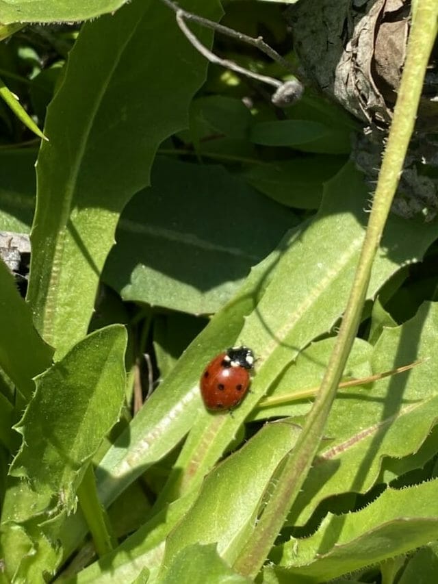 foto coccinella fatta nel giardino della nostra azienda